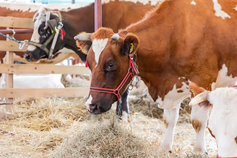 Agropromocja 2024: Tradycja i nowoczesność w sercu Małopolski