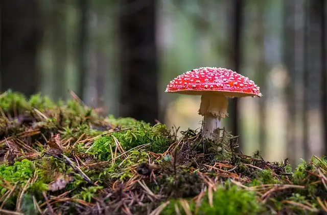 GIS: Muchomor czerwony to zagrożenie dla zdrowia, nowe regulacje prawne