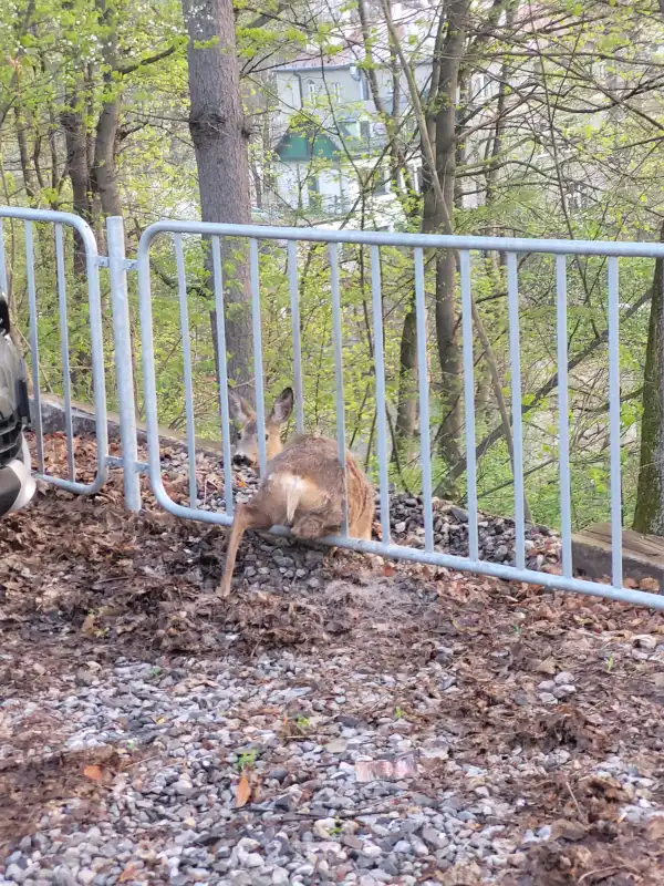 Krynica-Zdrój: sarna utknęła pomiędzy barierkami ogrodzenia. Pomogli strażacy