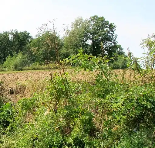 Piwniczna-Zdrój: Wypadek podczas prac polowych. Sprawca oddalił się z miejsca zdarzenia