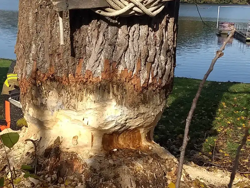 Gródek nad Dunajcem: Uszkodzona przez bobry topola mogła spaść na drogę wojewódzką nr 975. Interweniowali strażacy