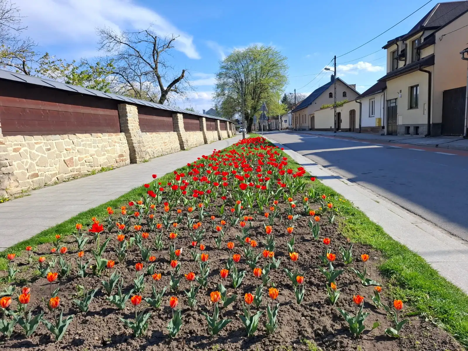 Wiosna w Starym Sączu. Miasto rozkwita