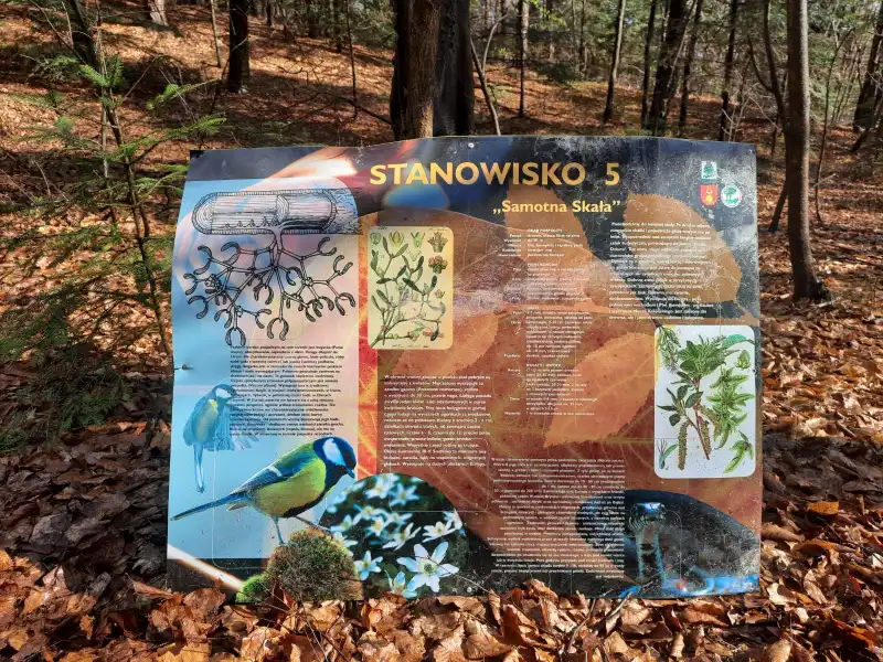Akt wandalizmu w rezerwacie w Bukowcu