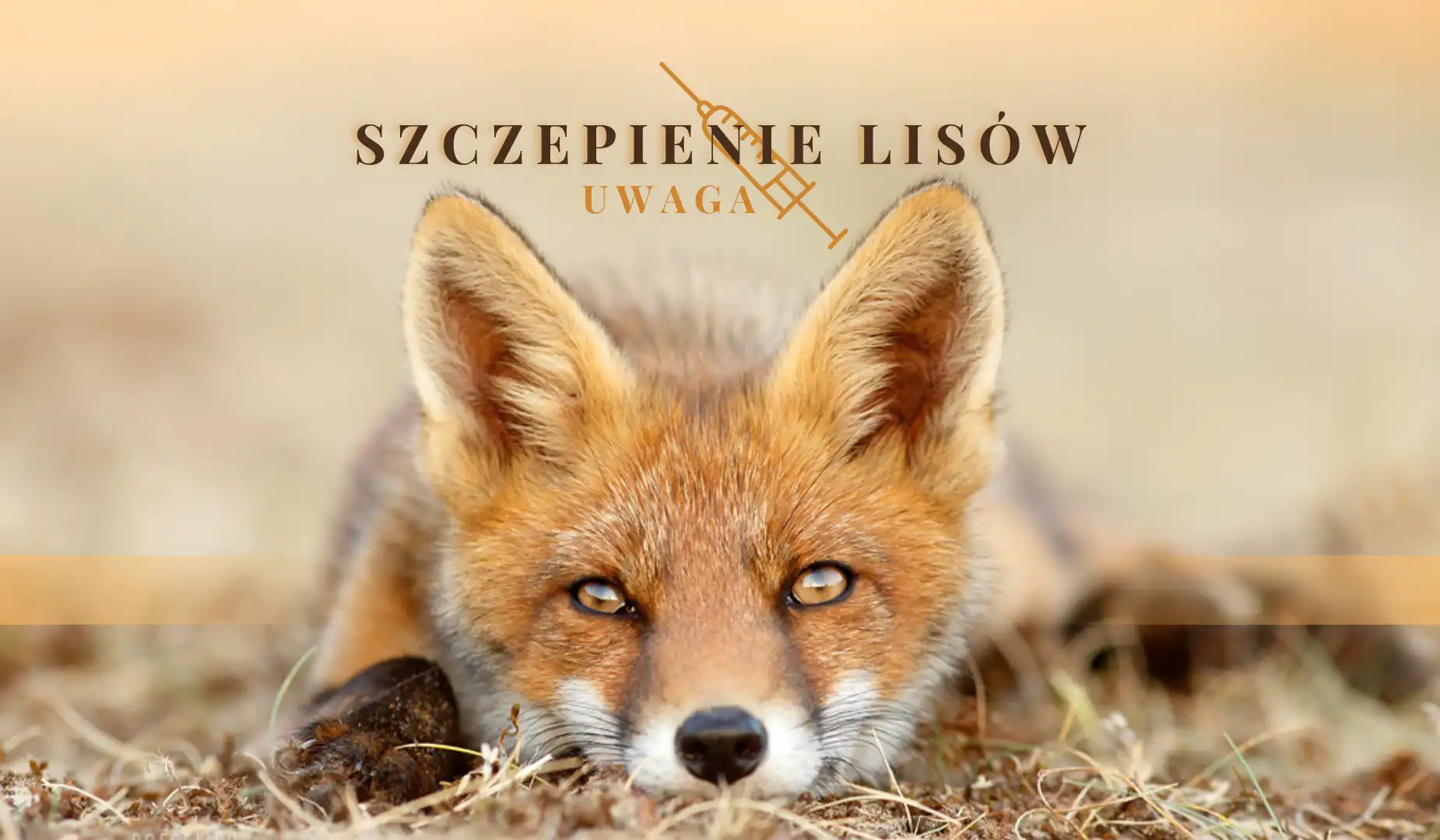 Uwaga mieszkańcy Małopolski! Startuje akcja szczepienia lisów przeciwko wściekliźnie