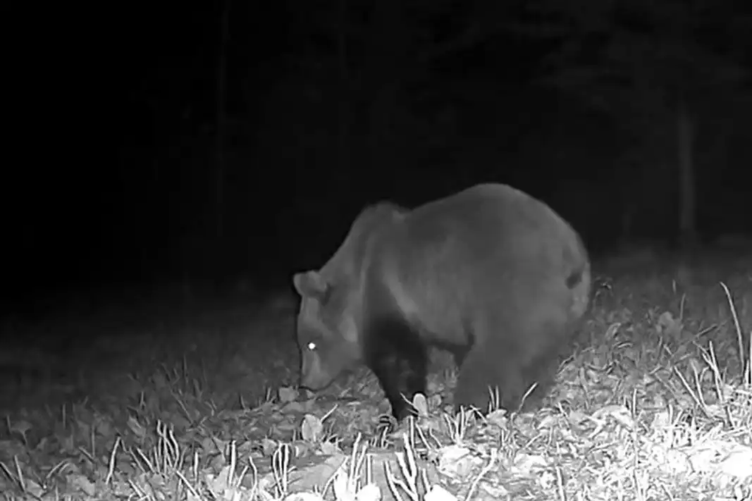 Gigant z Muszyny szykuje się do zimowego snu!