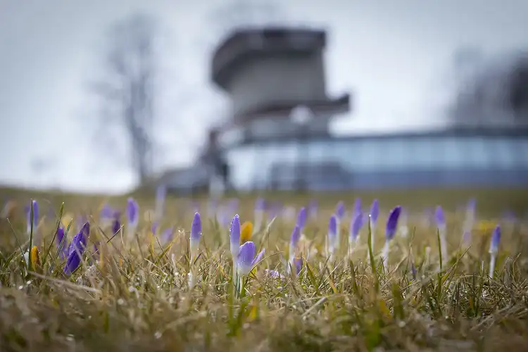 Dwa miliony krokusów rozkwita w muszyńskich ogrodach na Zapopradziu