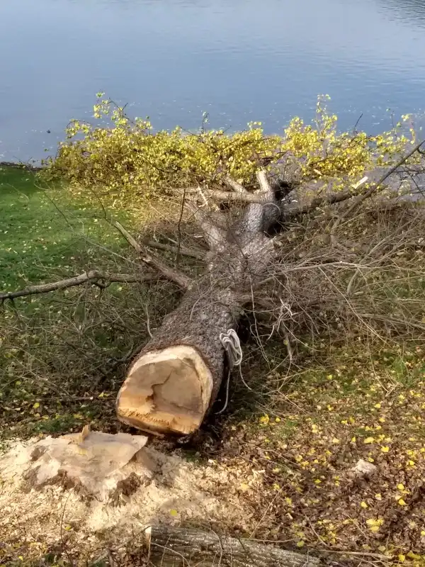 Gródek nad Dunajcem: Uszkodzona przez bobry topola mogła spaść na drogę wojewódzką nr 975. Interweniowali strażacy