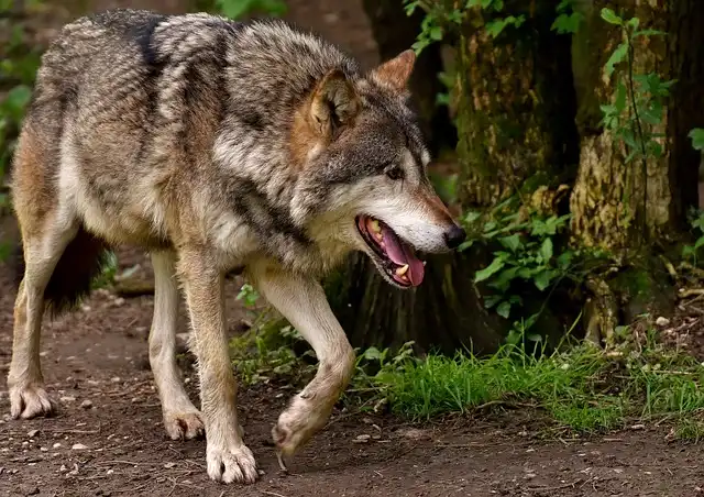 Na terenie gminy Łącko pojawiły się wilki