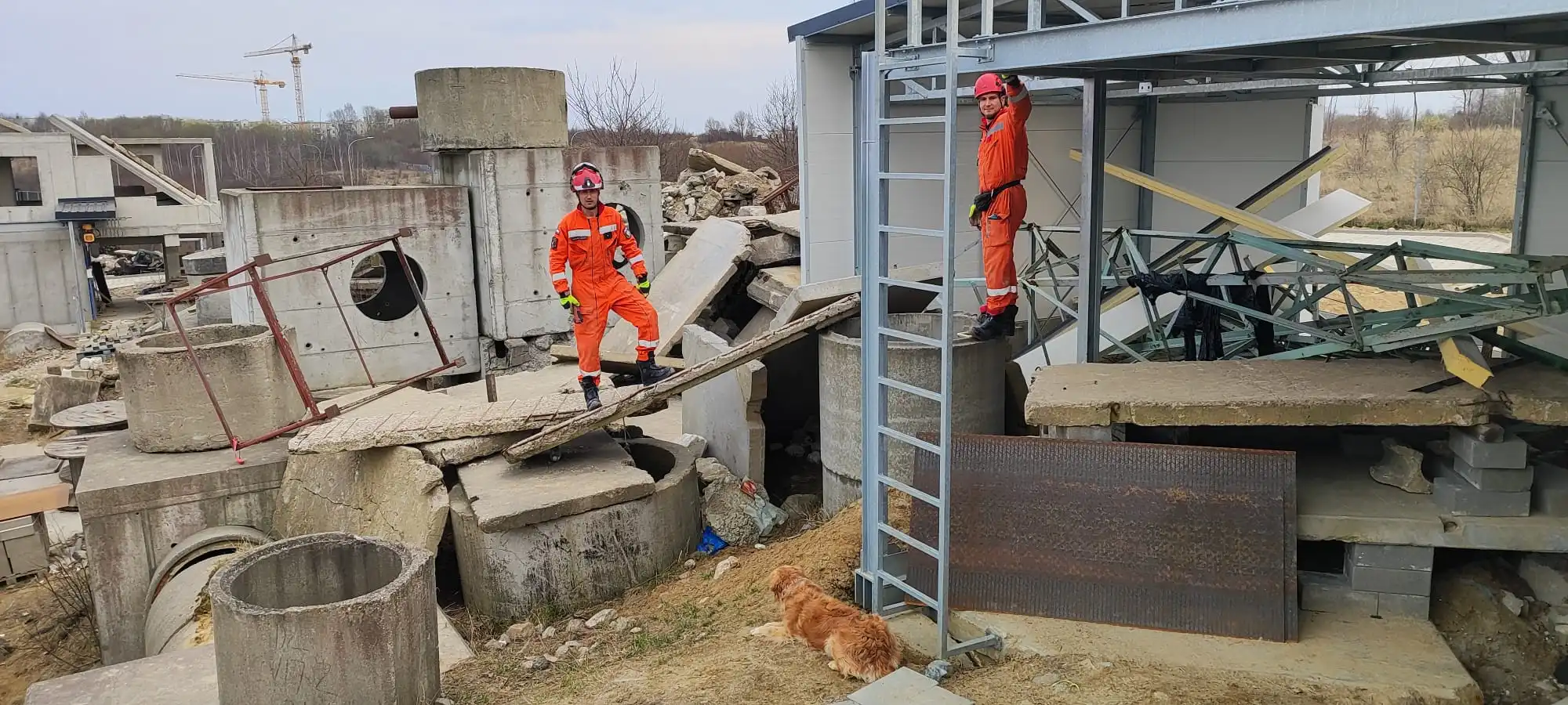 Czworonożni bohaterowie na gruzowiskach. Ćwiczenia ratownicze w Gdańsku
