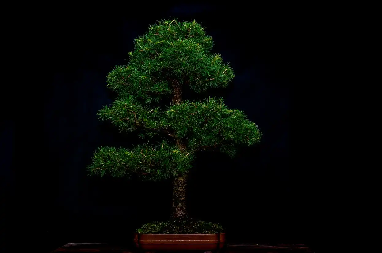 Wprowadzenie do sztuki Bonsai w MCK Sokół