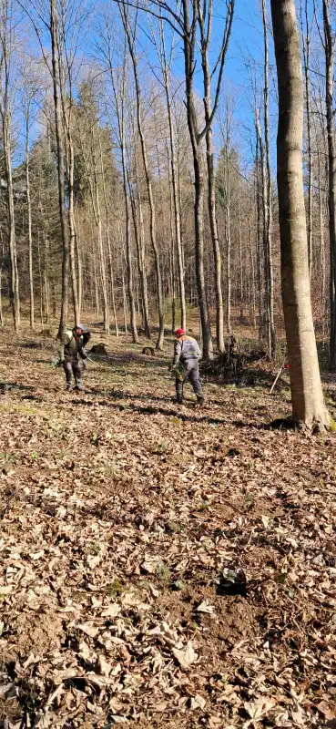 Stary Sącz się zazielenił! 1200 nowych jodeł na Miejskiej Górze