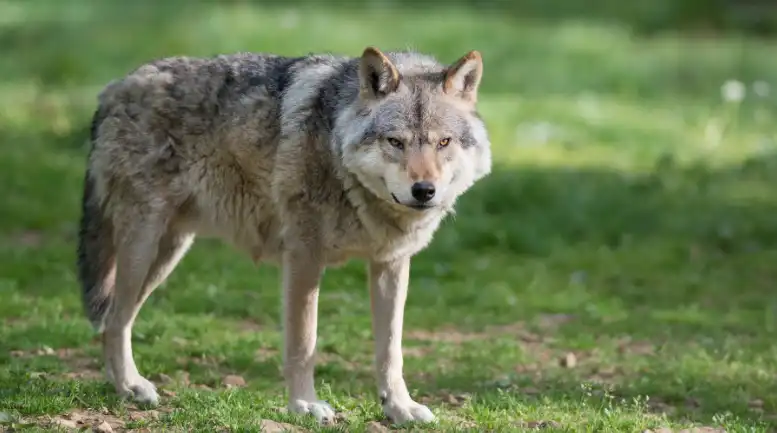 Uwaga na wilki! Gmina Grybów apeluje o ostrożność