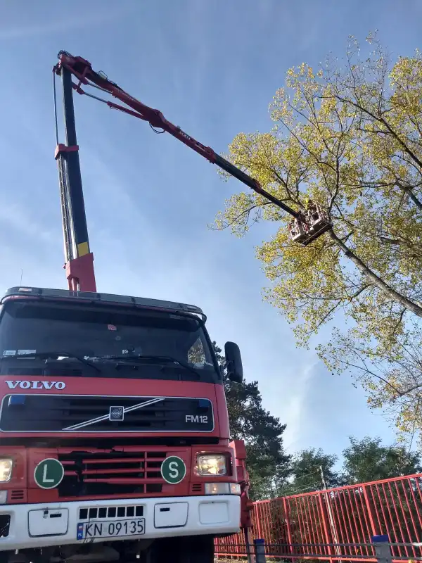 Gródek nad Dunajcem: Uszkodzona przez bobry topola mogła spaść na drogę wojewódzką nr 975. Interweniowali strażacy