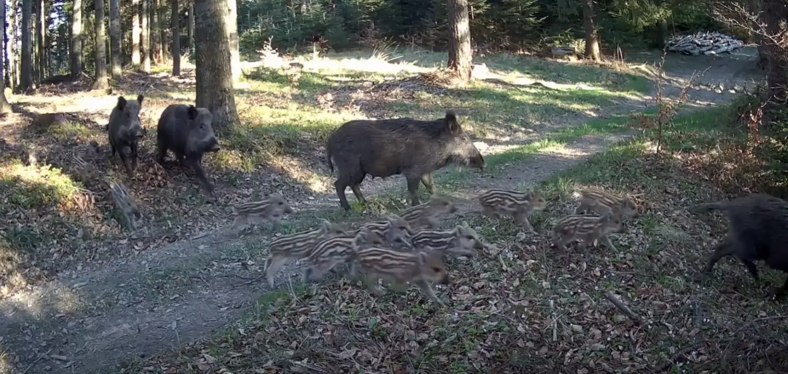 Leśnicy z Nawojowej pokazali nagranie z fotopułapki. To ma tłumaczyć, dlaczego dzików jest tak dużo