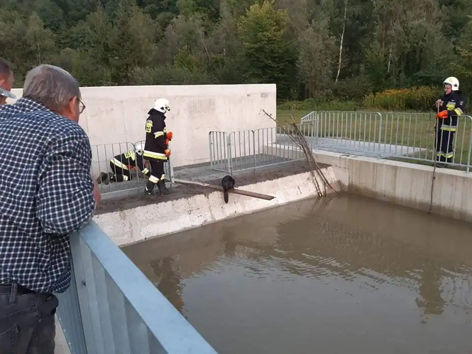 Niecodzienna akcja strażaków z Zabrzeży