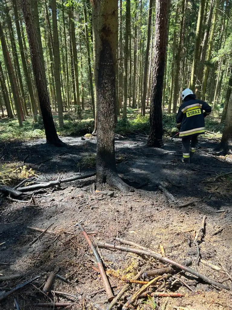 Piwniczna-Zdrój, Trzetrzewina: strażacy gasili pożary ściółki leśnej