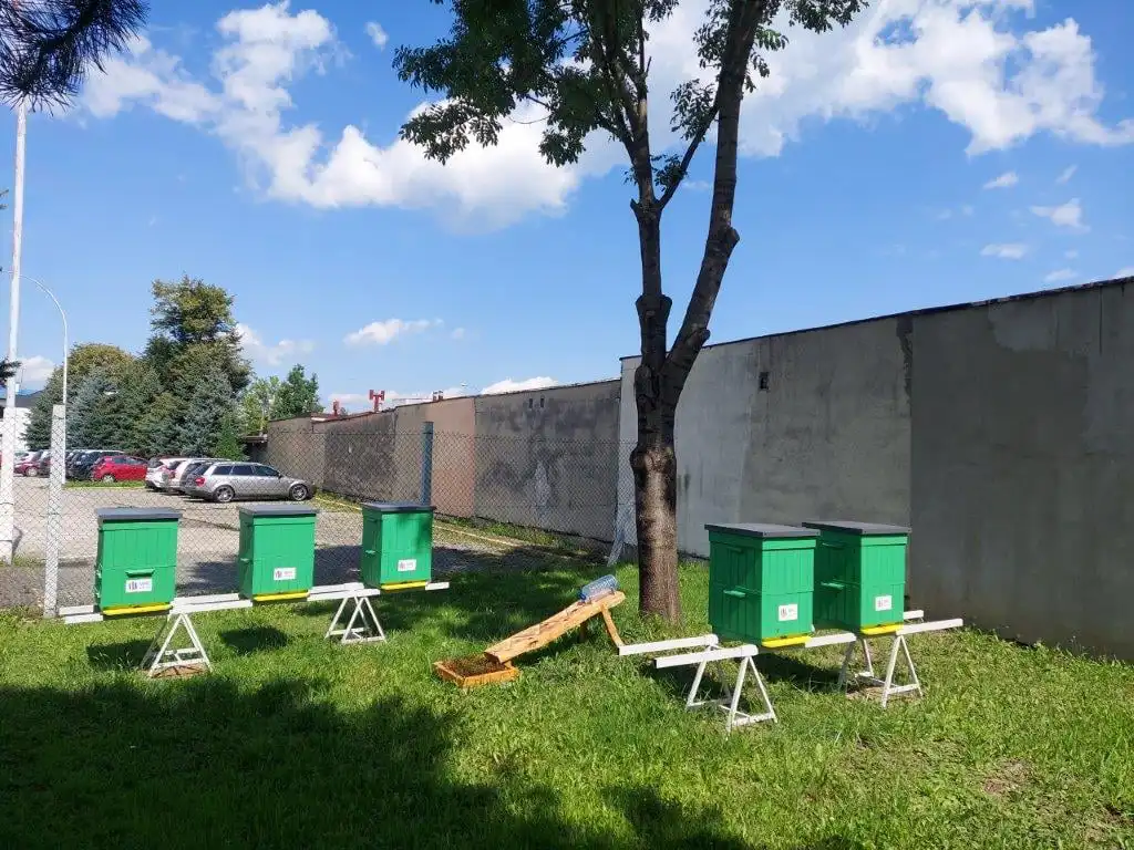 Na terenie MPEC pojawiło się 5 uli