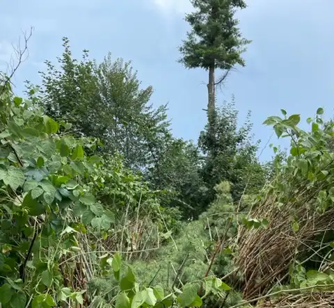 Krynica-Zdrój: konary drzewa spadły na namiot ogrodowy