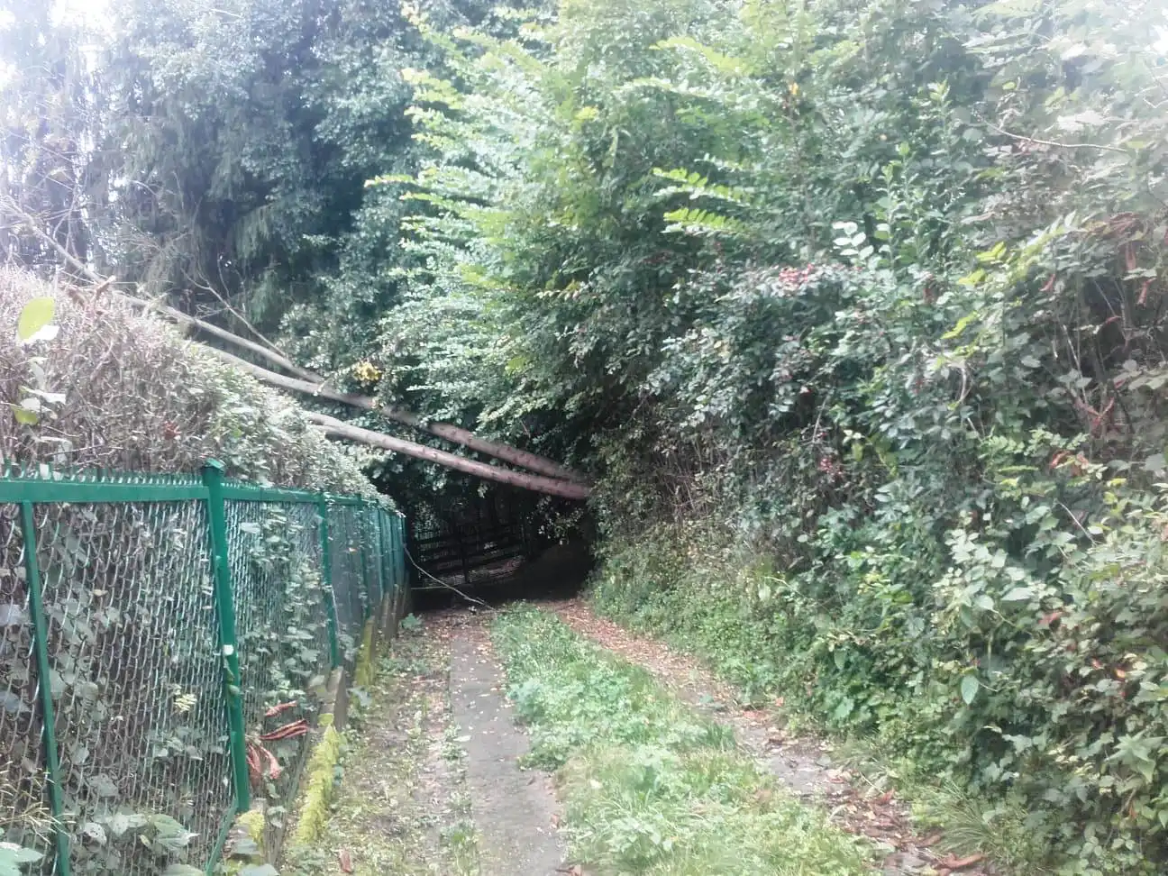 Sądecczyzna: strażacy interweniowali w związku z silnym wiatrem