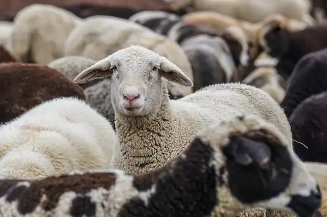 Stop dla pryszczycy! Polska zamyka granicę na produkty zwierzęce ze Słowacji