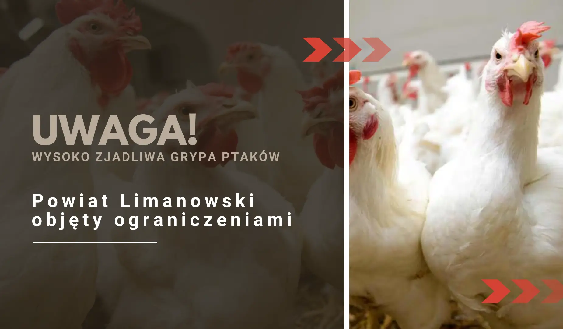 Wysoce zjadliwa grypa ptaków w powiecie limanowskim. Wprowadzono strefę ograniczeń