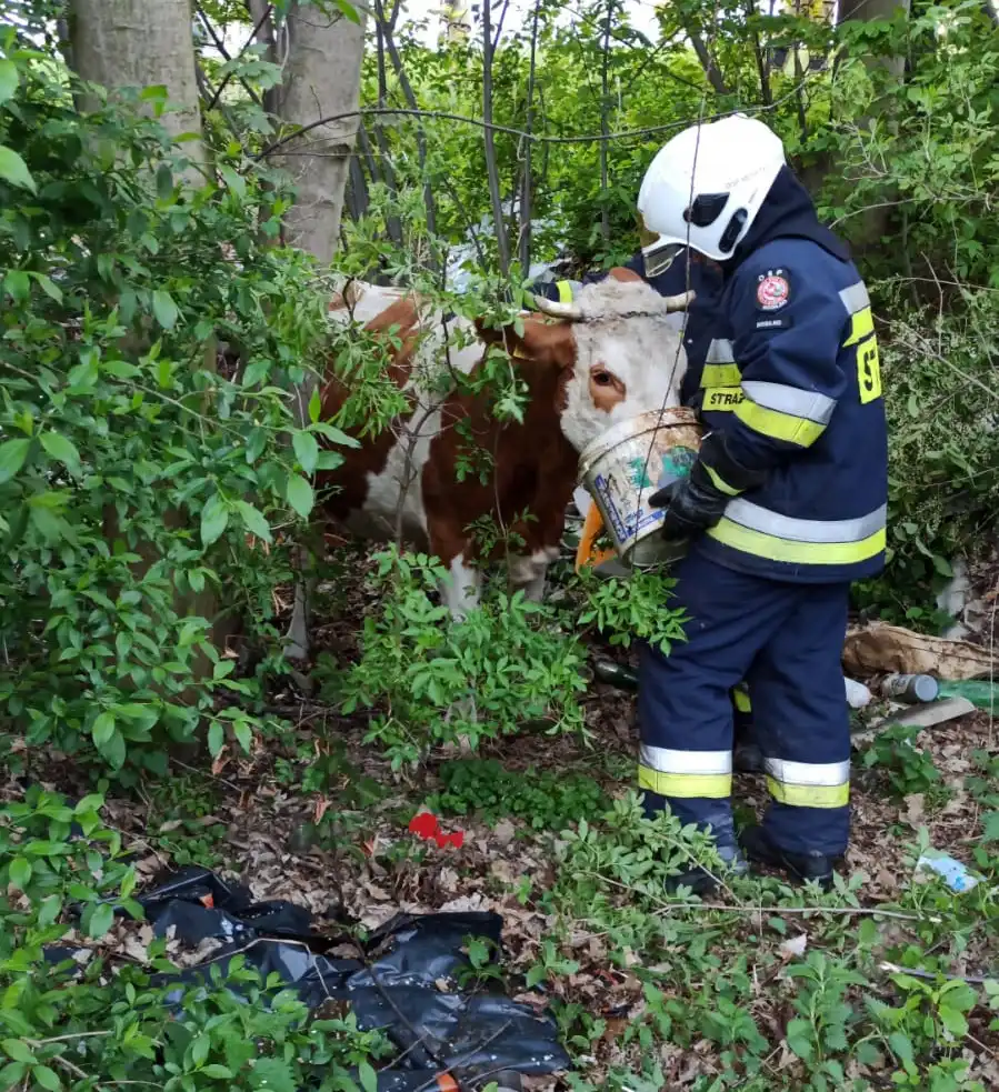 Niecodzienna akcja strażaków. Ratowali krowę, która utknęła w suchym korycie potoku