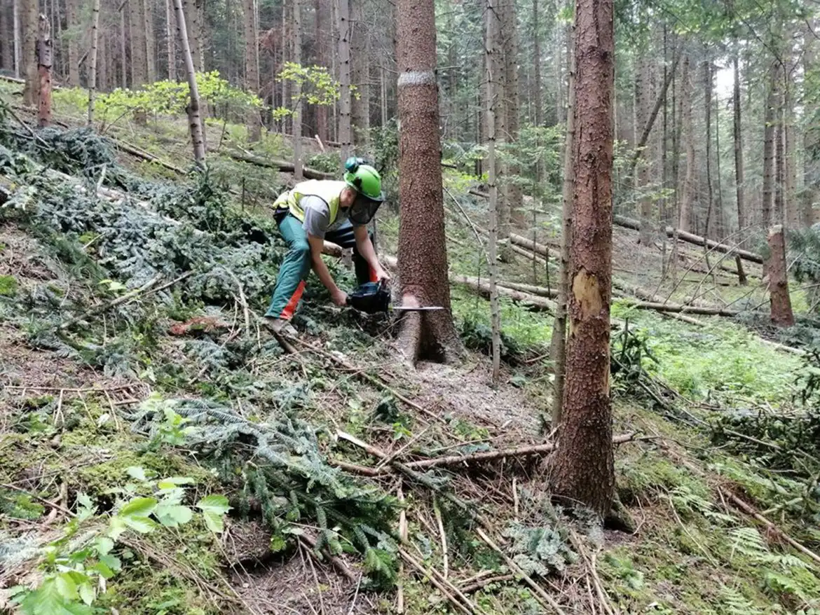 ZS w Starym Sączu: uczniowie odbywają praktyki w firmach i instytucjach oraz w… lesie