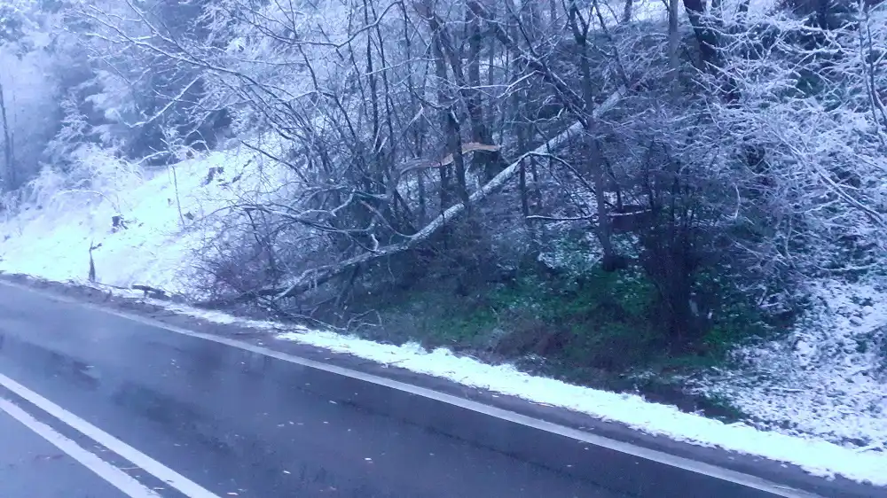 Powrót zimy na Sądecczyznę. Strażacy usuwają powalone drzewa. Interweniowali już 40 razy