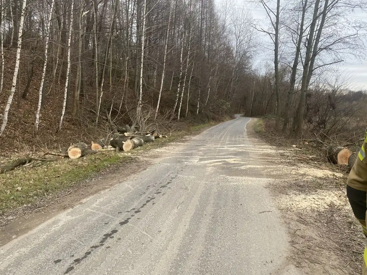 Bobry zagroziły drodze! Strażacy z OSP Łososina Dolna interweniowali