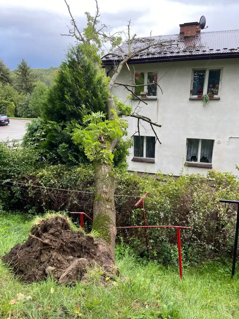 W Jazowsku drzewo spadło na dach budynku mieszkalnego
