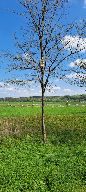Wiosenne trele w Starym Sączu. Nowe domki dla ptaków