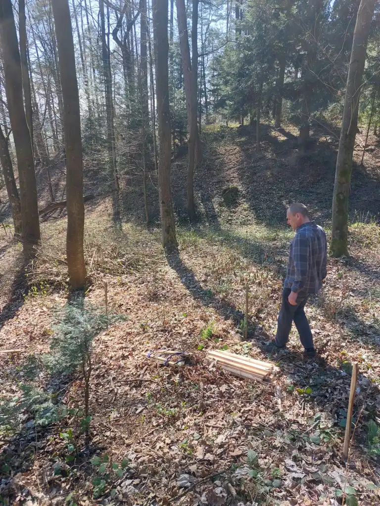 Stary Sącz się zazielenił! 1200 nowych jodeł na Miejskiej Górze