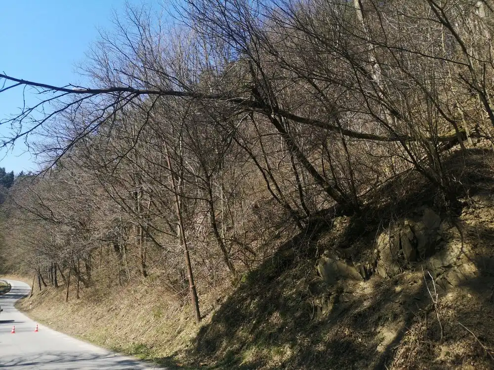 Sądecczyzna: w weekend strażacy interweniowali w związku z silnym wiatrem