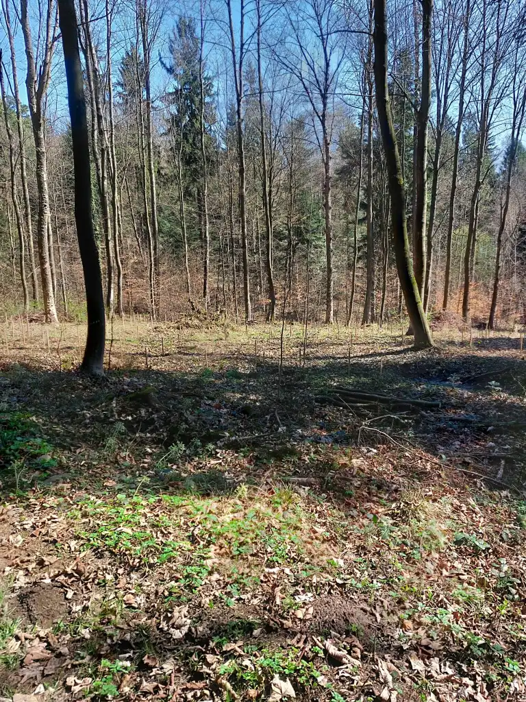 Stary Sącz się zazielenił! 1200 nowych jodeł na Miejskiej Górze
