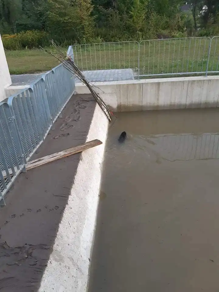 Niecodzienna akcja strażaków z Zabrzeży