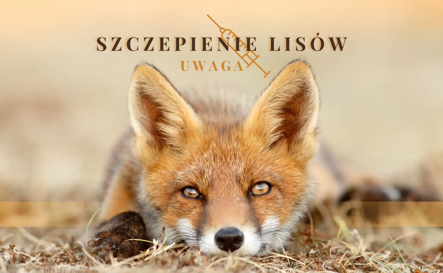 Szczepienie lisów w Małopolsce. Jesienna akcja ochrony przed wścieklizną