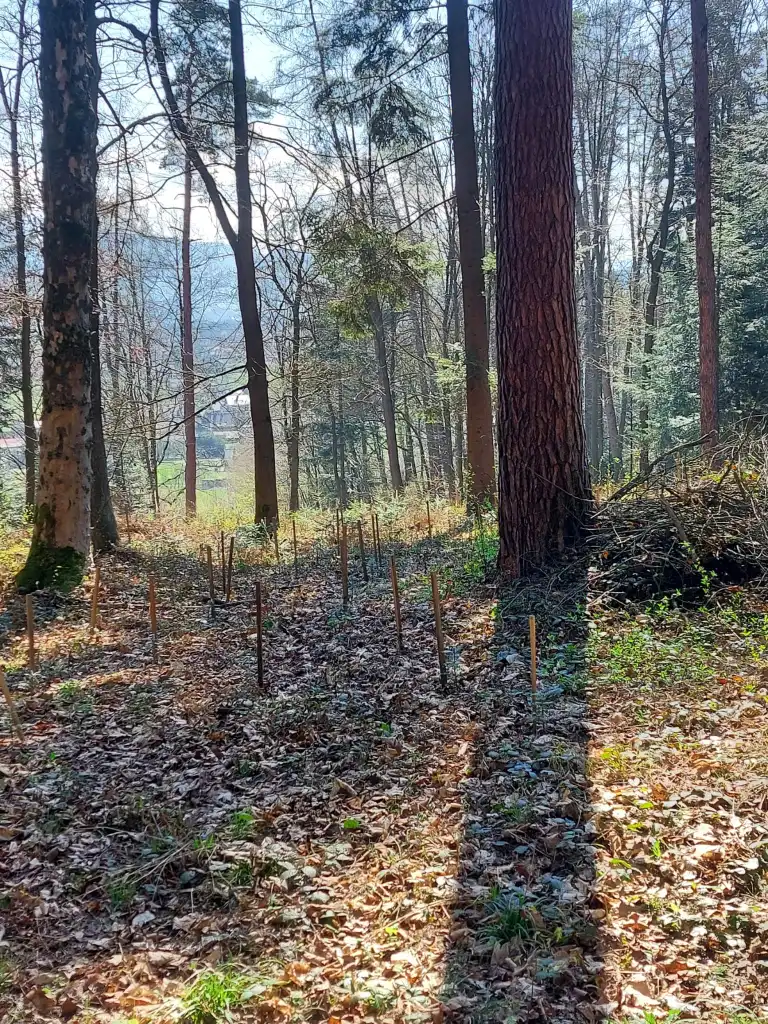 Stary Sącz się zazielenił! 1200 nowych jodeł na Miejskiej Górze