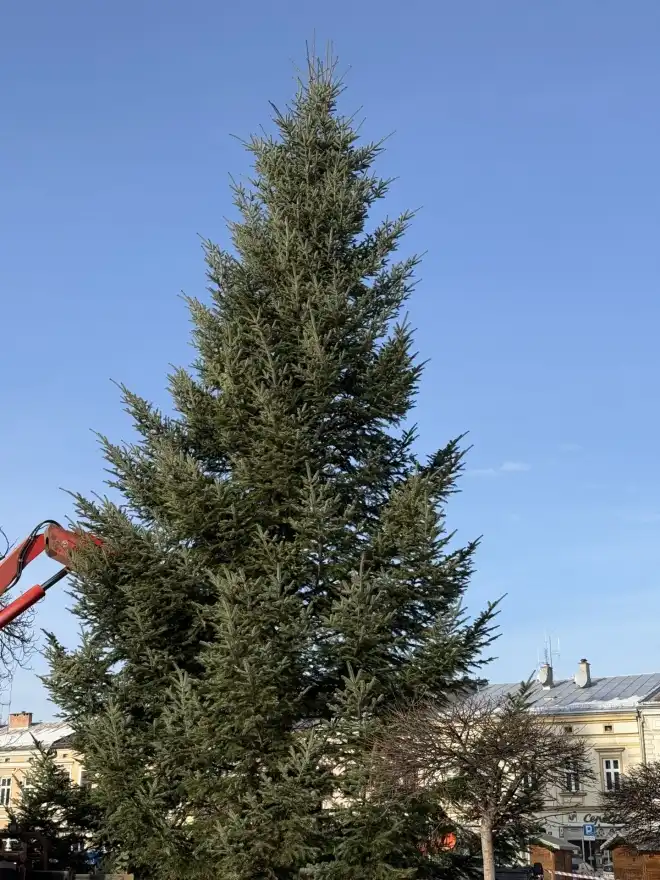 17 metrów świątecznej magii w sercu Nowego Sącza