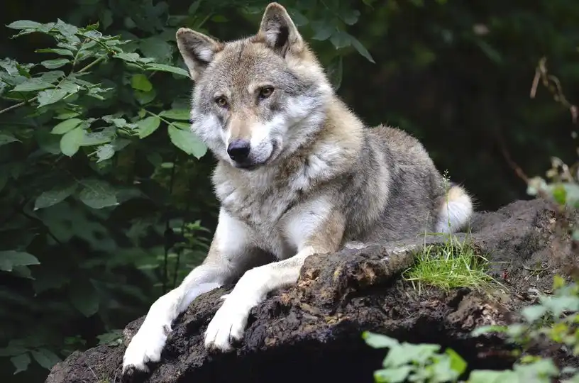 Na terenie Gminy Korzenna pojawił się wilk