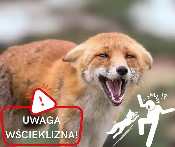 Przypadek wścieklizny w Ropczycach. Weterynarze proszą o rozwagę