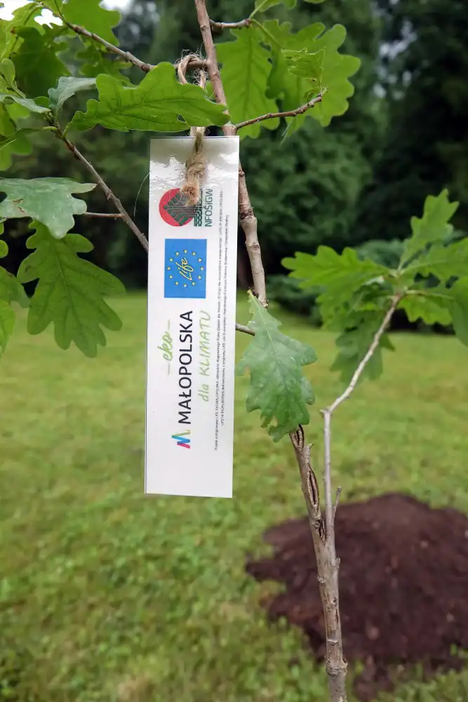 Starosta zasadził dąb. Powiat nowosądecki jest partnerem projektu LIFE-IP EKOMALOPOLSKA