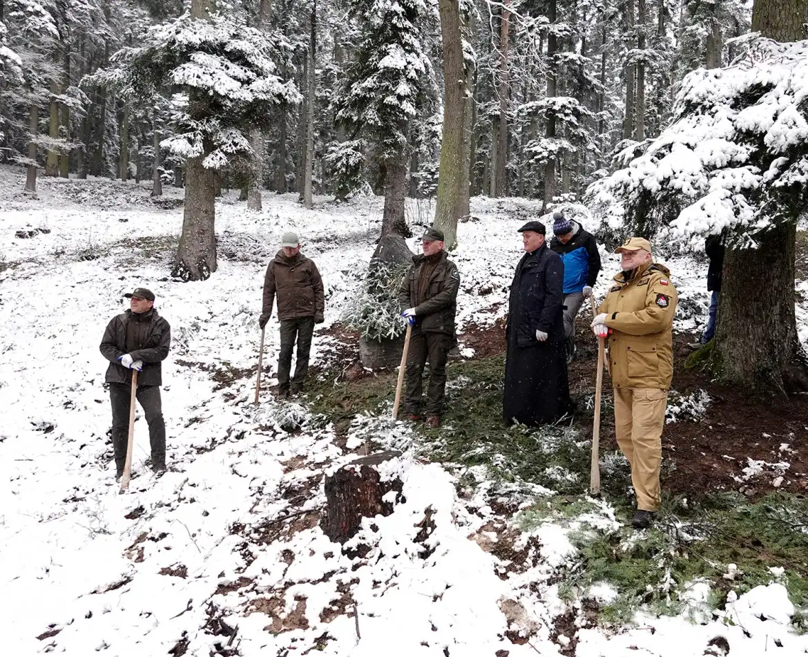 Jarząb brekinia wzbogacił las w Rdziostowie
