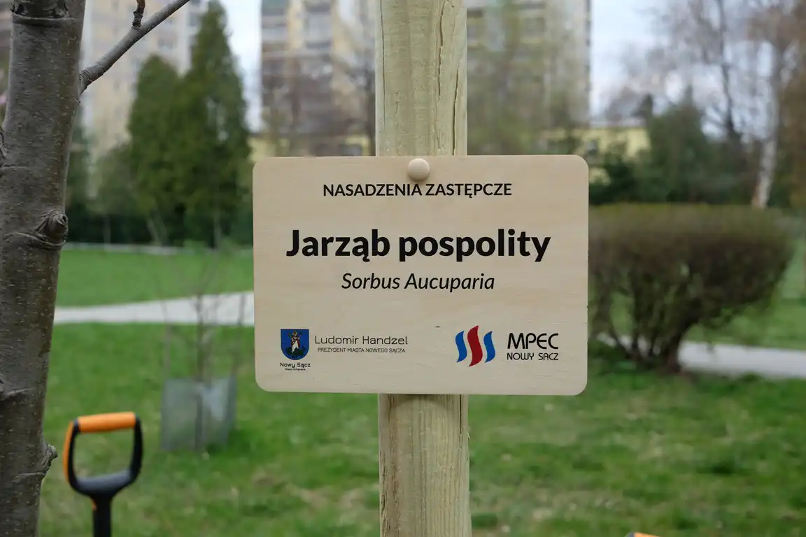 Sądecki MPEC kontynuuje nasadzenia drzew