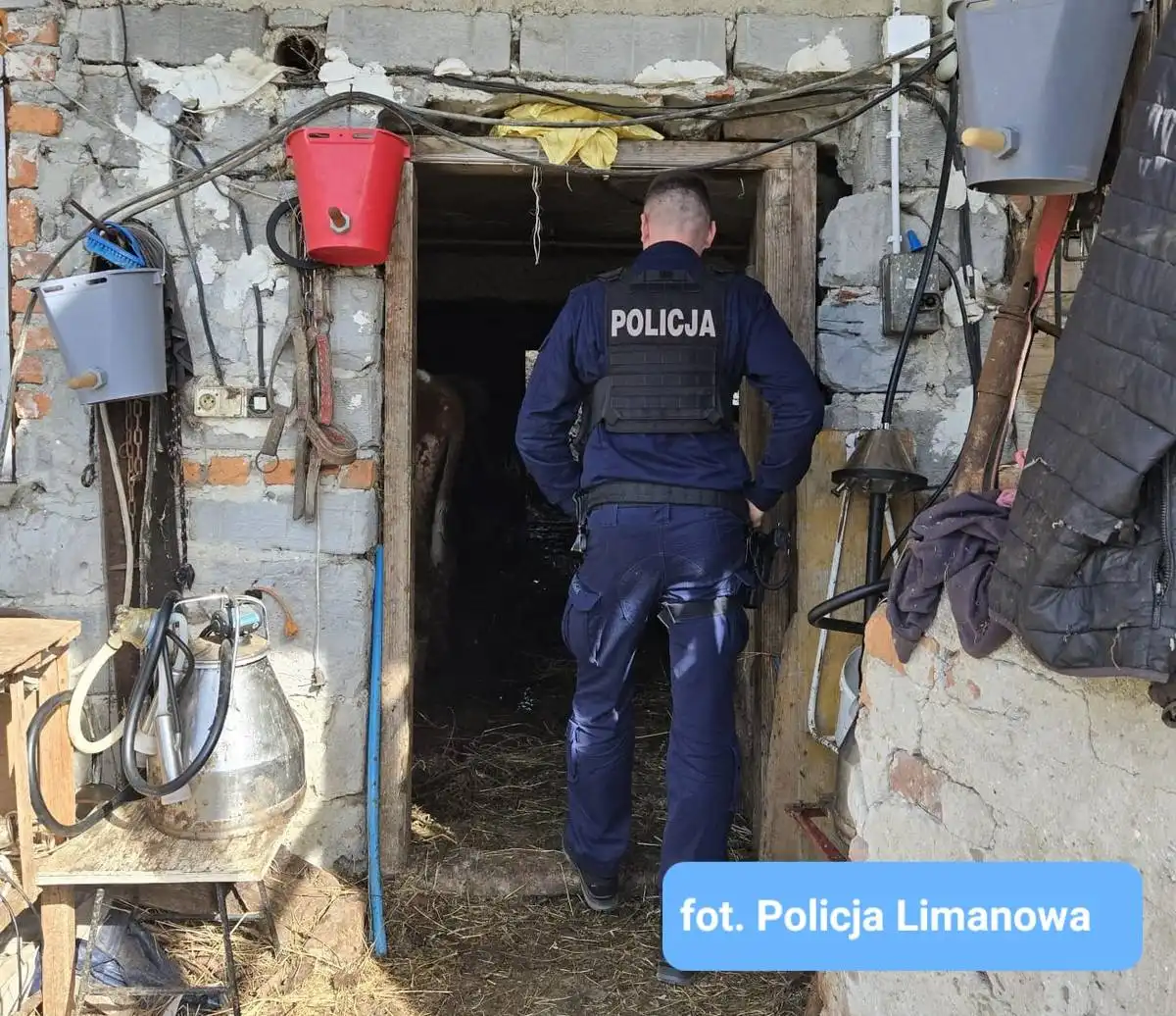 Dramat zwierząt odkryty dzięki KMZB. 21 krów i świnia uratowane z koszmaru