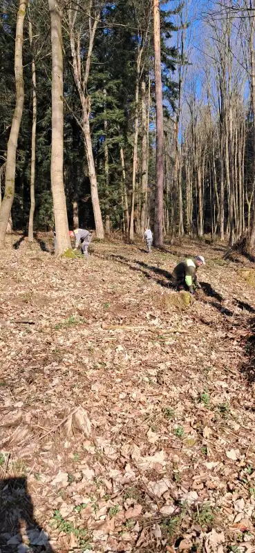 Stary Sącz się zazielenił! 1200 nowych jodeł na Miejskiej Górze