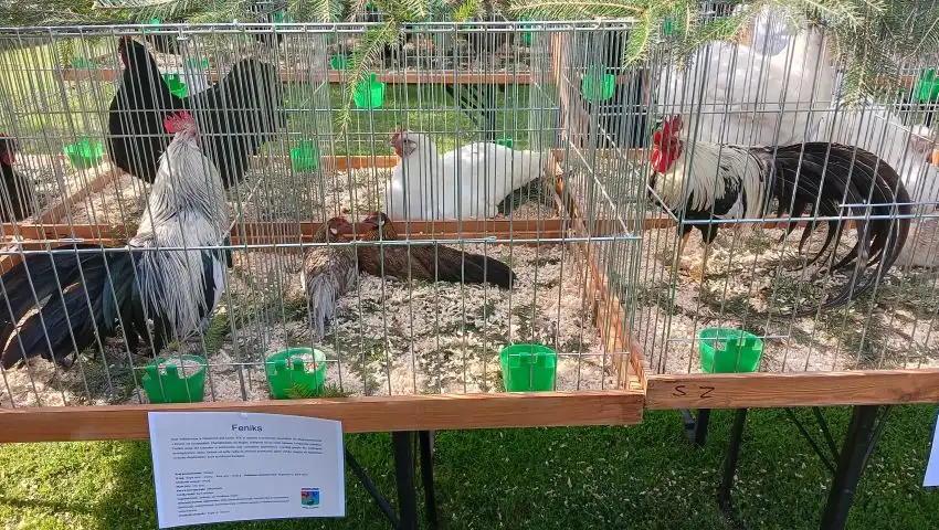 Zagórzańskie Spotkania z Drobiem Ozdobnym. Pierwsza edycja wydarzenia w Mszanie Dolnej