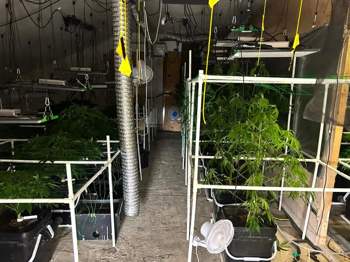 Śledczy z Nowego Sącza rozbili plantację konopi i wykryli nielegalny handel narkotykami