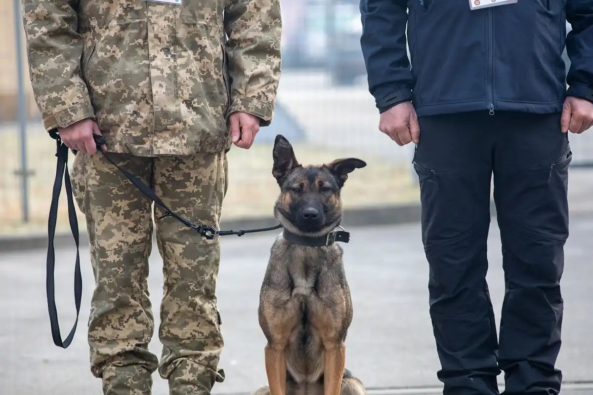W Komendzie KaOSG przekazano ukraińskim żołnierzom psy saperskie