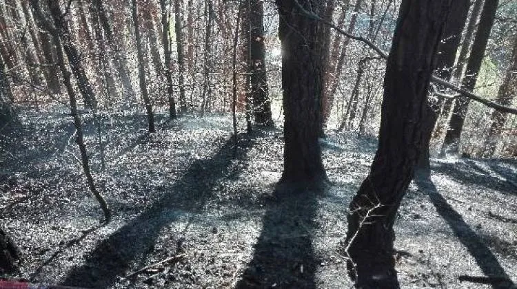 Pożar lasu w Bartkowej Posadowej