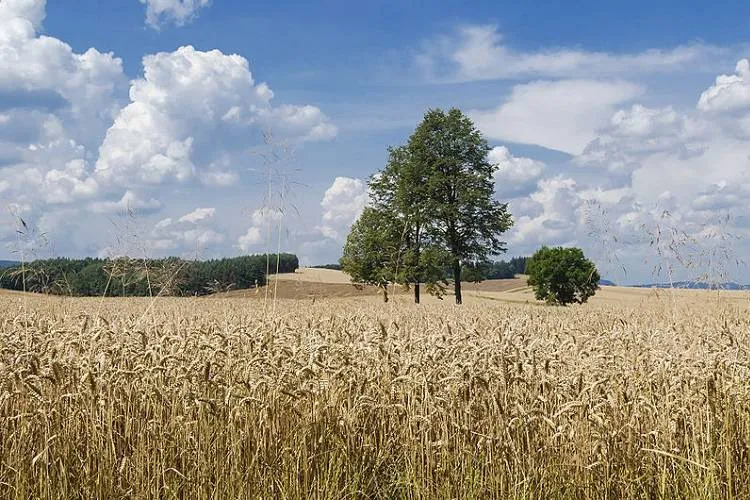 Nabór wniosków na restrukturyzację małych gospodarstw 